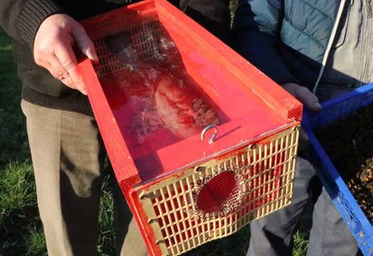 Un piège à frelons "sélectif" et mécanique.