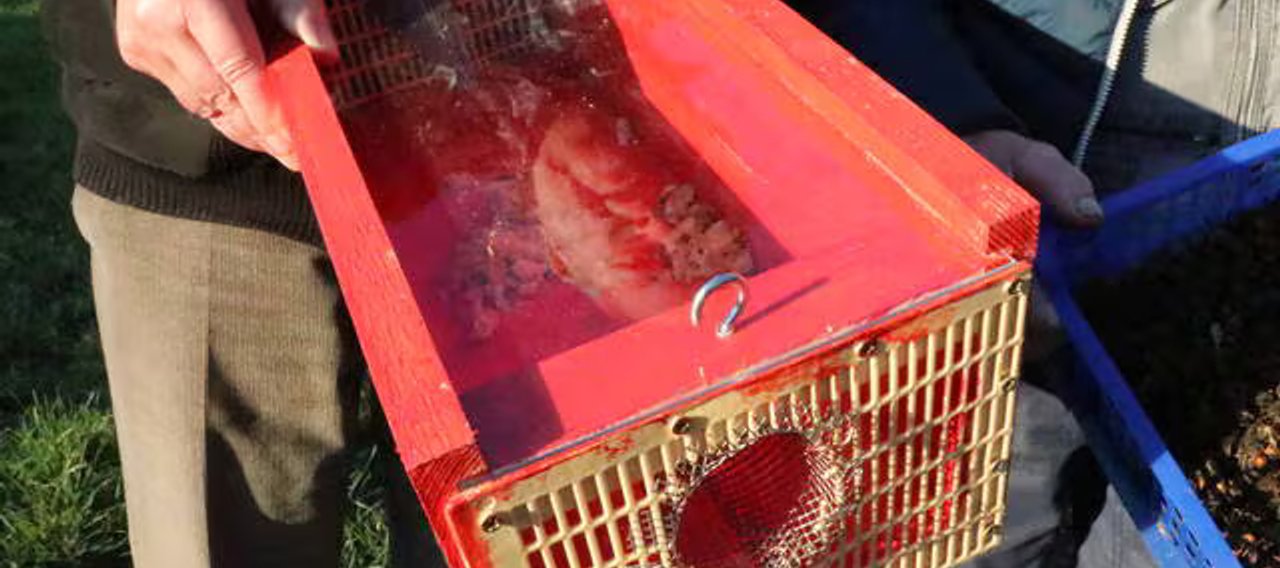 Un piège à frelons "sélectif" et mécanique.