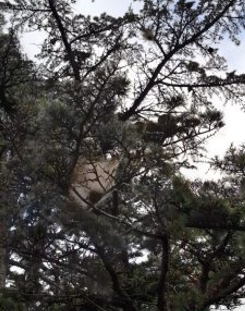 Anti-chenille chez concessionnaire CG3D à Mazamet et Castres