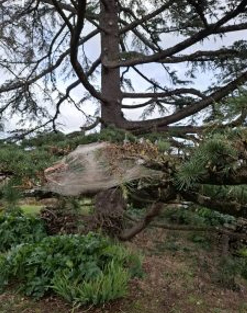 Service anti-nuisible chenilles pour concessionnaires à Castres et Mazamet