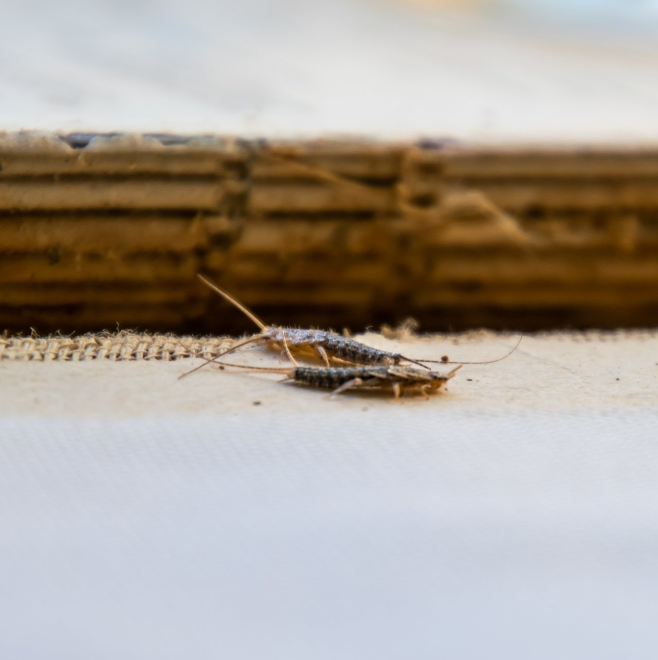 Blatte identifiée lors d'une intervention de désinsectisation