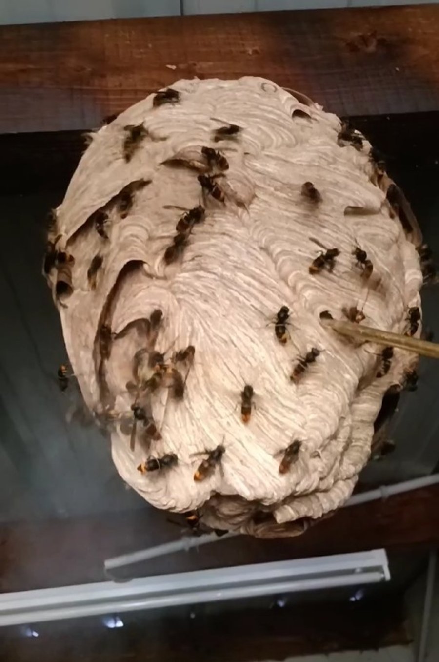 Destruction d'un nid de frelons asiatiques aux Martys par Christophe Guérin 3D.