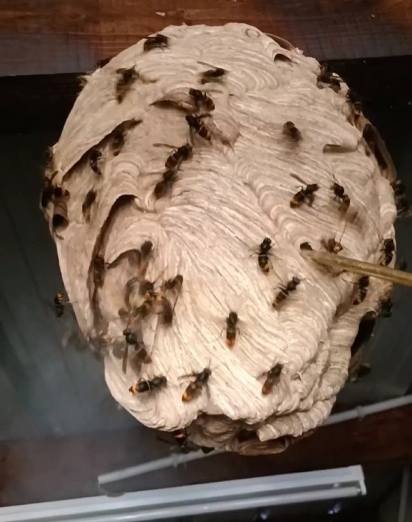 Destruction de nid de frelons asiatiques aux Martys