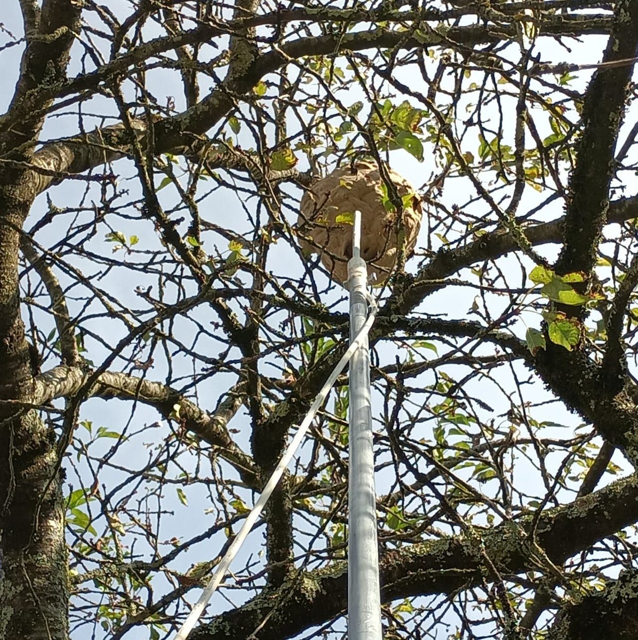 Destruction professionnelle de nid de frelons par Christophe Guérin 3D