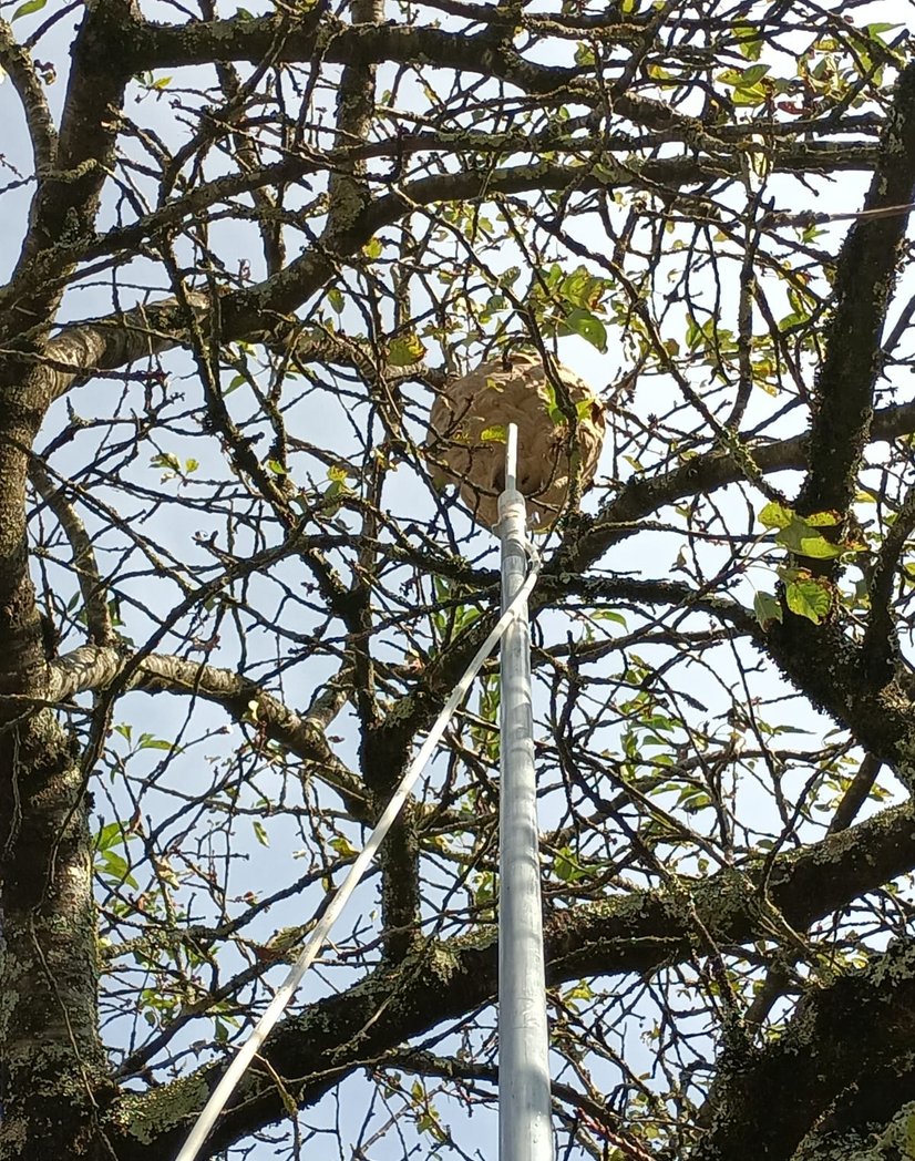 Destruction de nid de frelons à Mazamet, Castres et Carcassonne