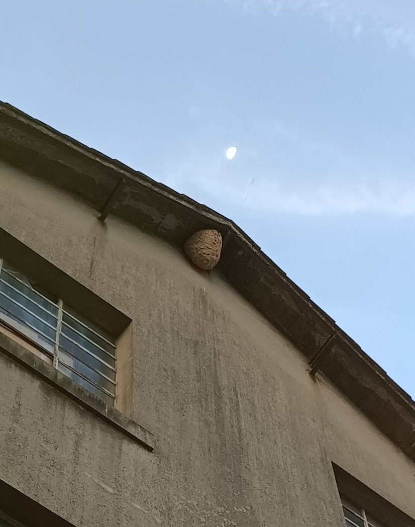 Destruction de nid de frelons sur un toit à Mazamet