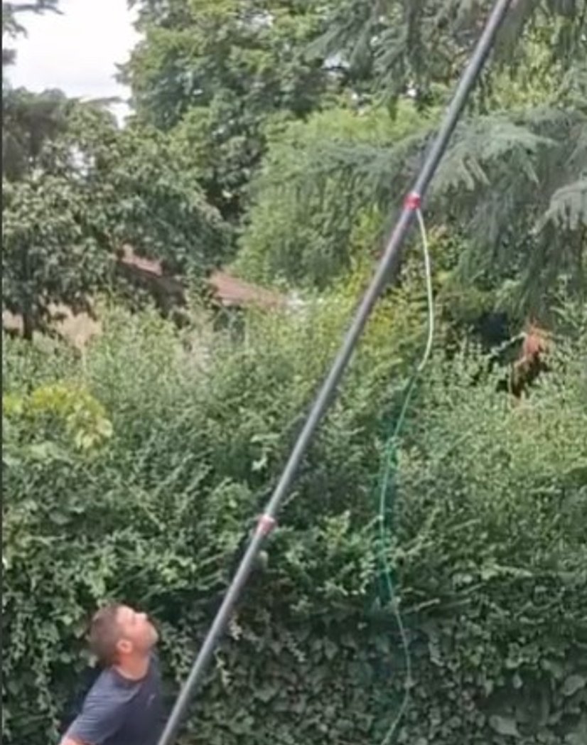 Destruction de nid de frelons avec perche 18 mètres dans un cèdre à Mazamet