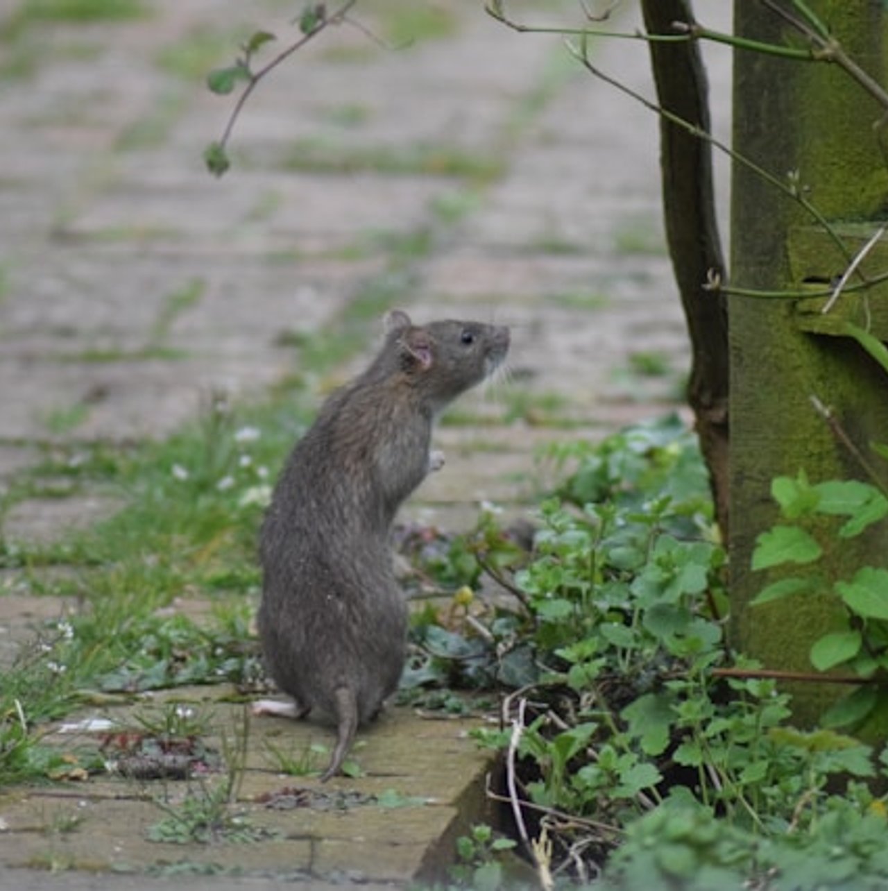 Dératisation rats professionnelle