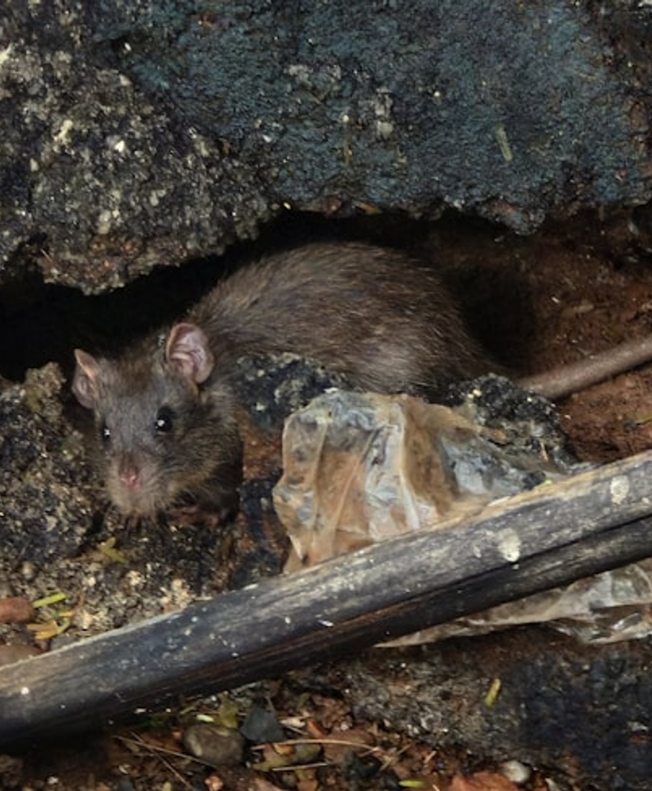 Dératisation professionnelle Valdurenque