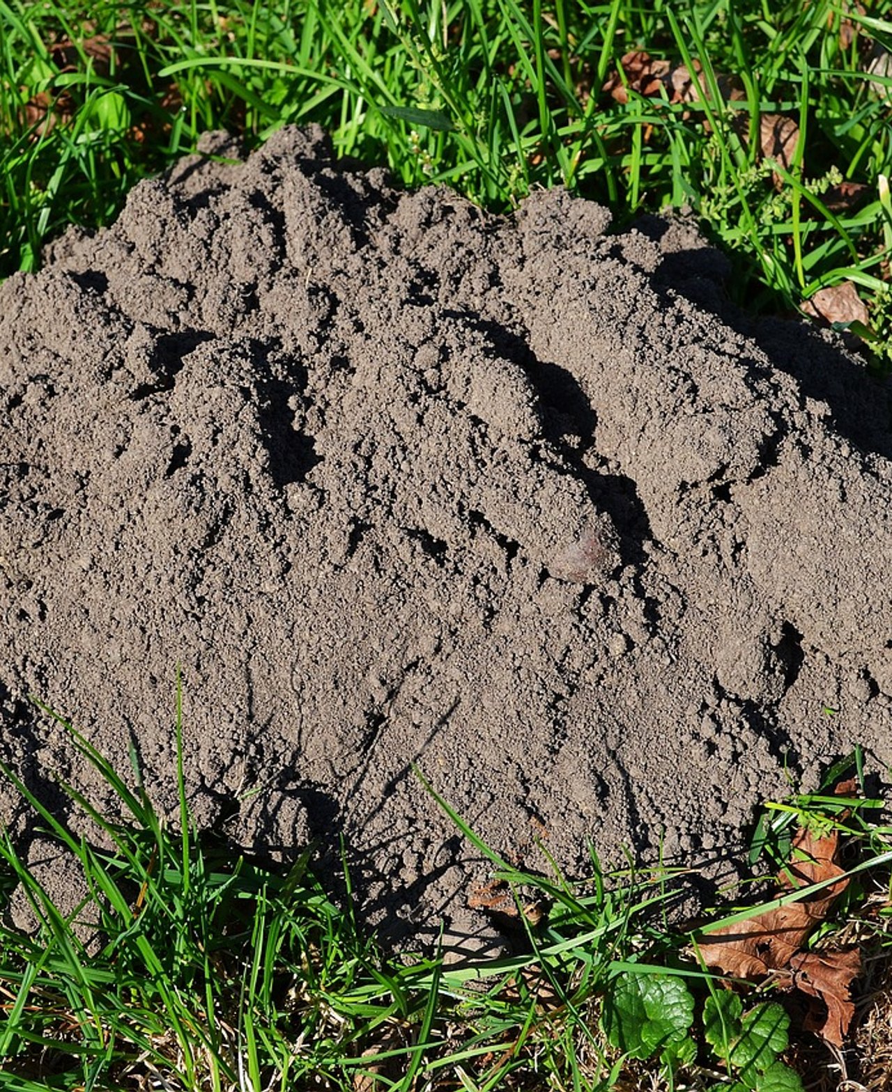 Dératisation professionnelle Castres