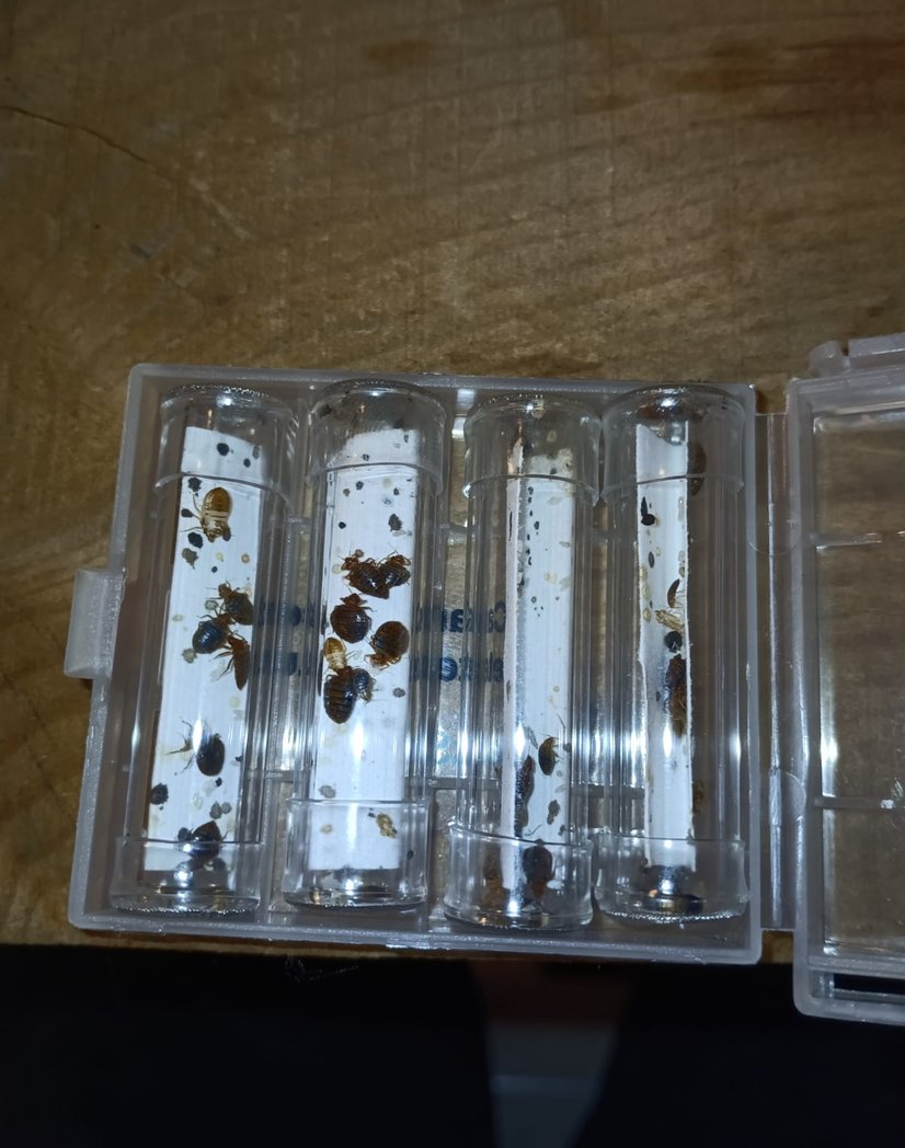 Des tubes en PVC remplis de punaises de lit après traitement par Christophe Guérin 3D