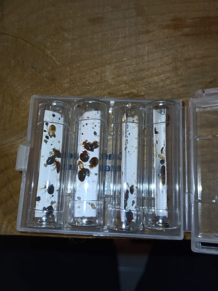 Christophe Guérin et Ulka en intervention de détection de punaises de lit.