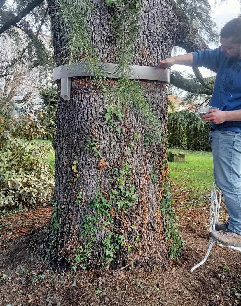 Service anti-nuisible chenilles processionnaires à Mazamet, Castres et Carcassonne