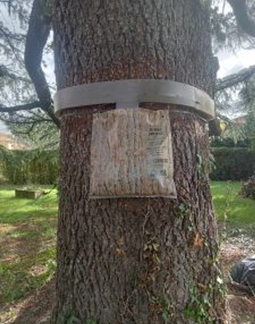 Installation système anti-chenilles processionnaires à Mazamet