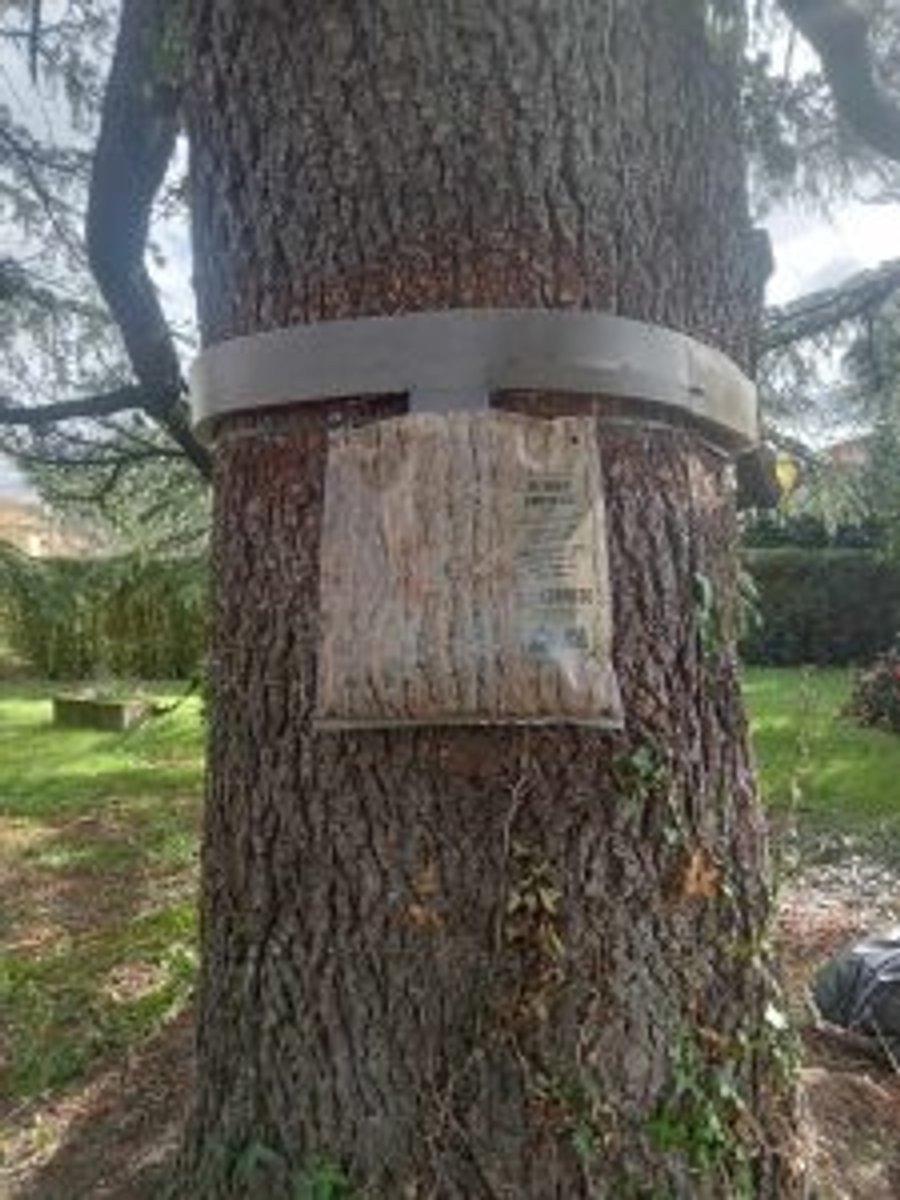 Installation d'un écopiège à chenilles processionnaires par Christophe Guérin 3D.