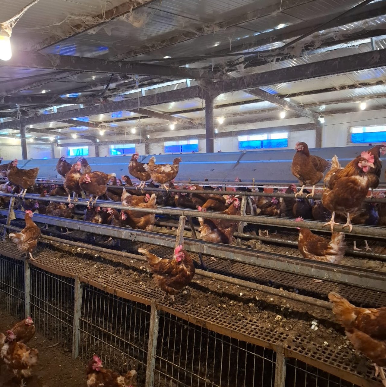 Désinfection professionnelle d'un poullailer indutriel dans le tarn.
