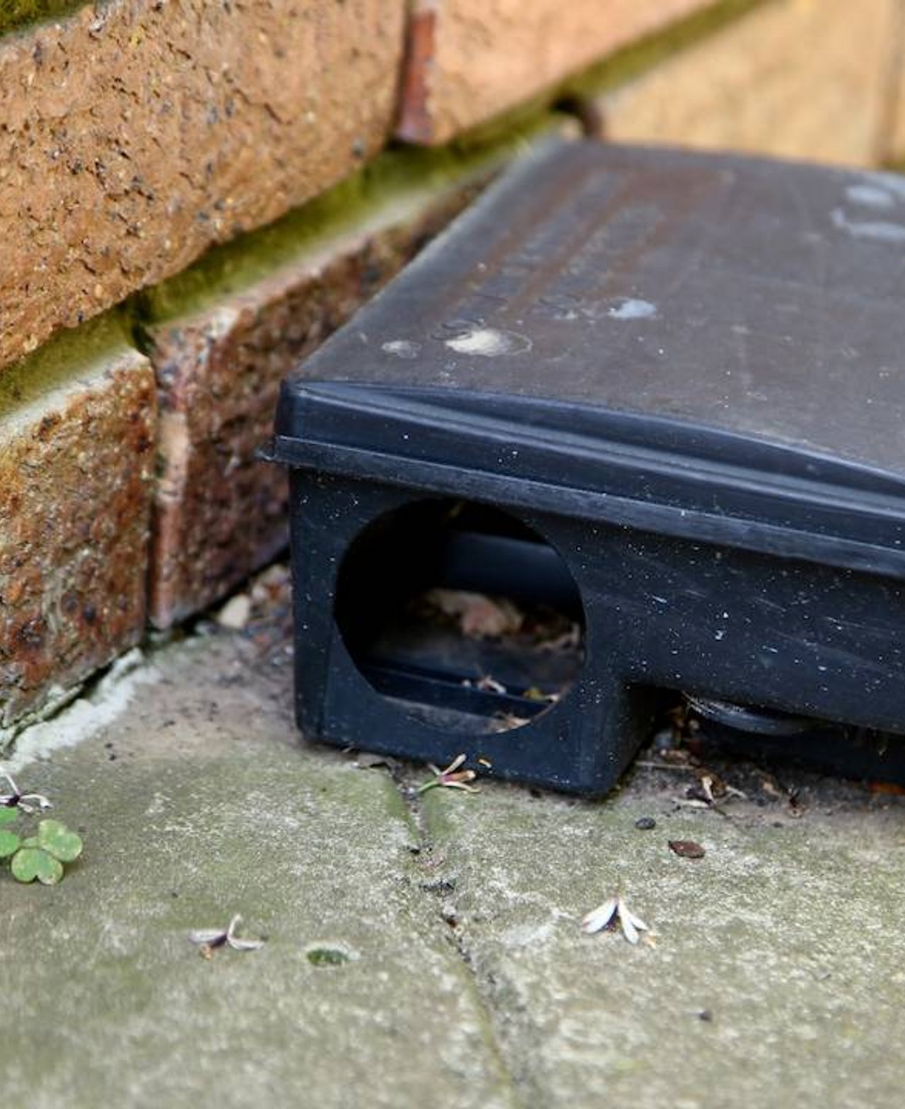 Piège à rat sécurisé installé dans un jardin à Castres.