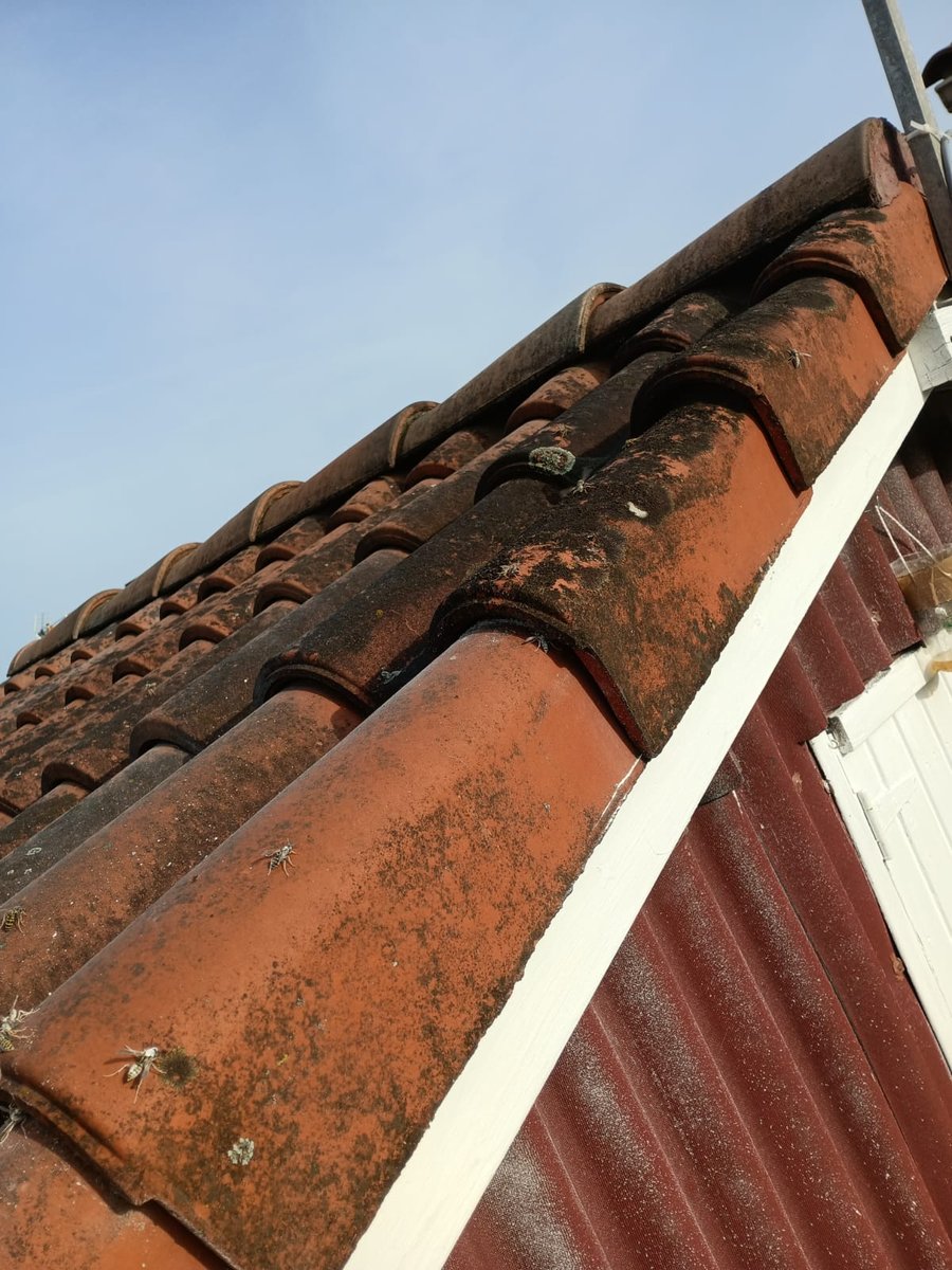 Destruction d'un nid de guêpes par Christophe Guérin 3D à Mazamet.