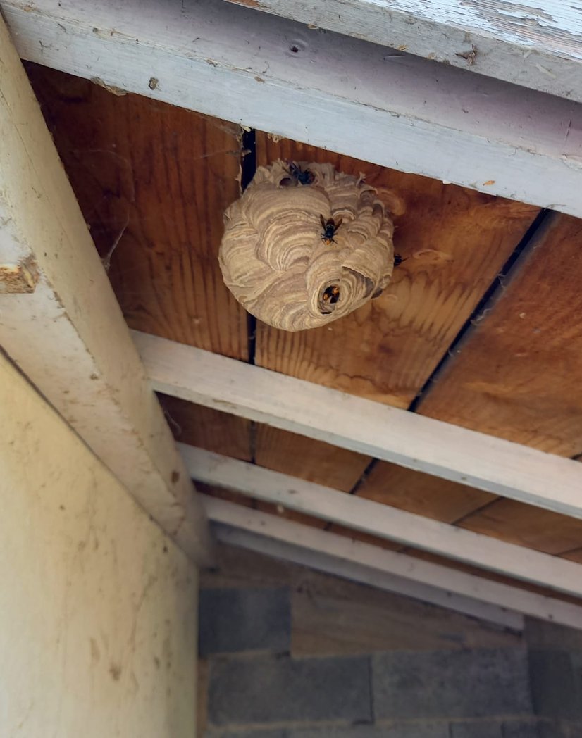 Tueur de frelons CG3D à Mazamet