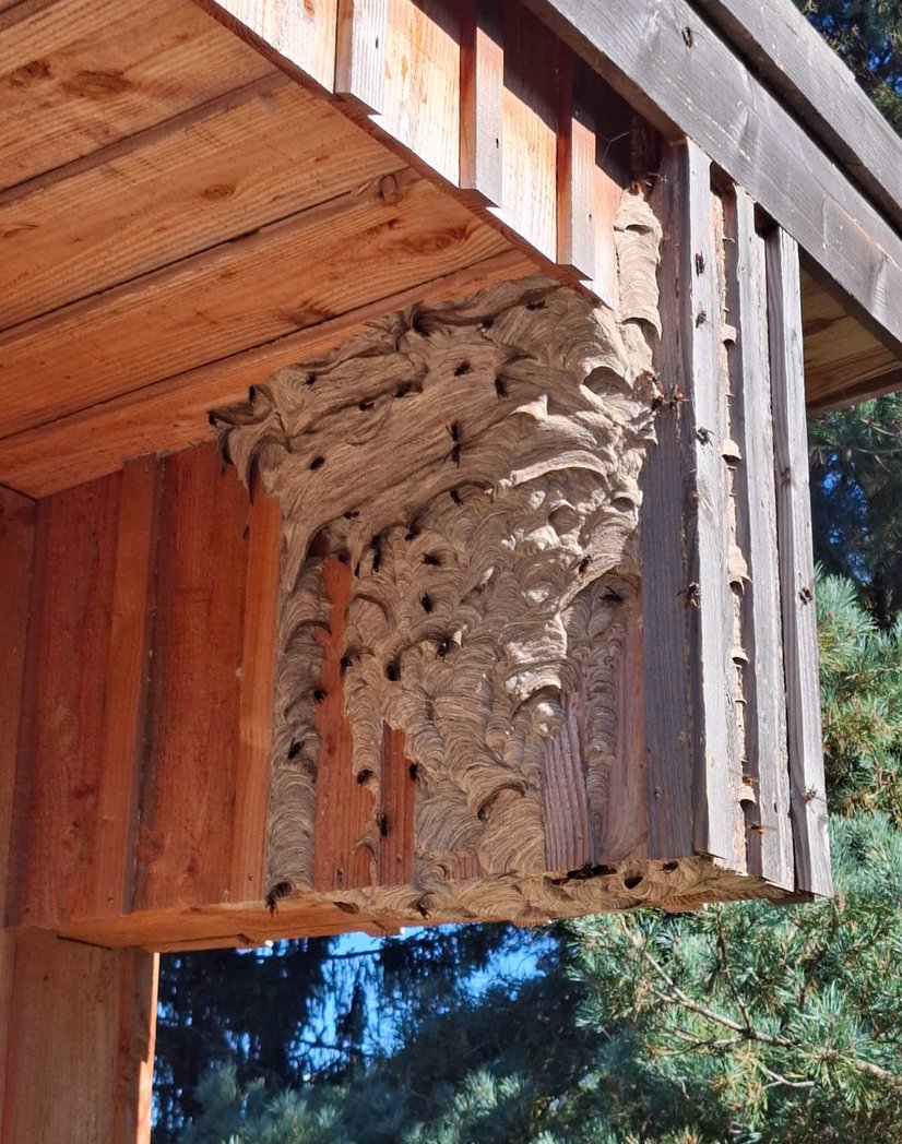 Expert anti-nuisible destruction nid de frelons à Mazamet