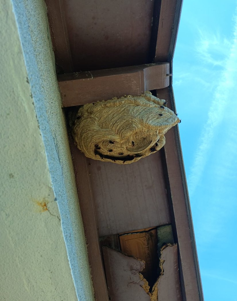 Extermination de frelons par CG3D à Mazamet et Castres