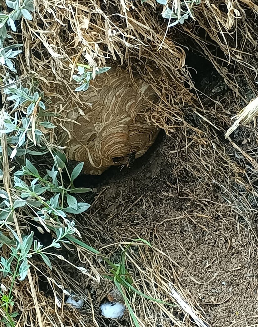 Intervention destruction nid de frelons enterré à Mazamet