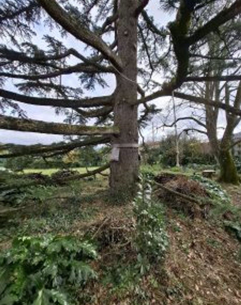 Service anti-nuisible chenilles processionnaires à Mazamet et Castres