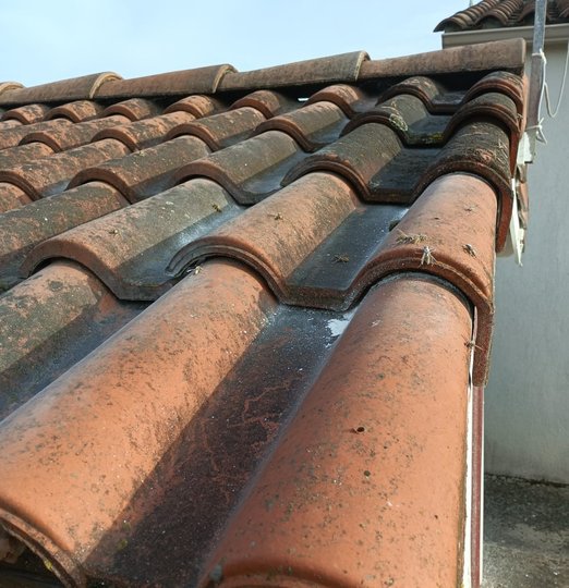 Christophe-Guerin-3D-services-anti-nuisible-a-Mazamet-Premiere-destruction-de-nid-de-guepes-de-lannee-1