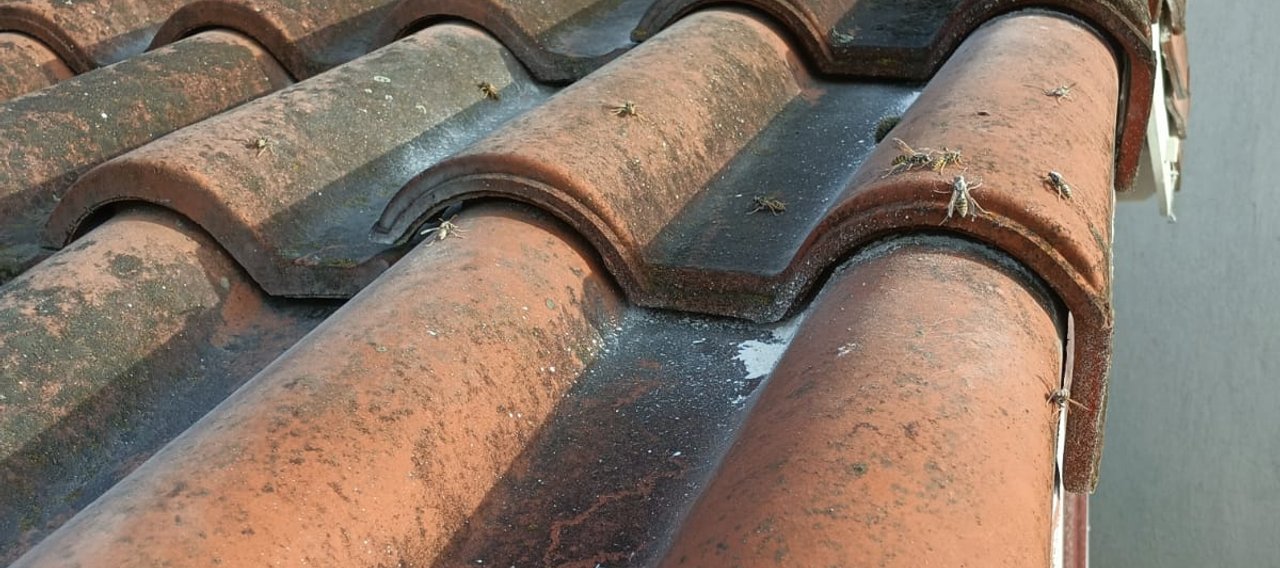 Christophe-Guerin-3D-services-anti-nuisible-a-Mazamet-Premiere-destruction-de-nid-de-guepes-de-lannee-1