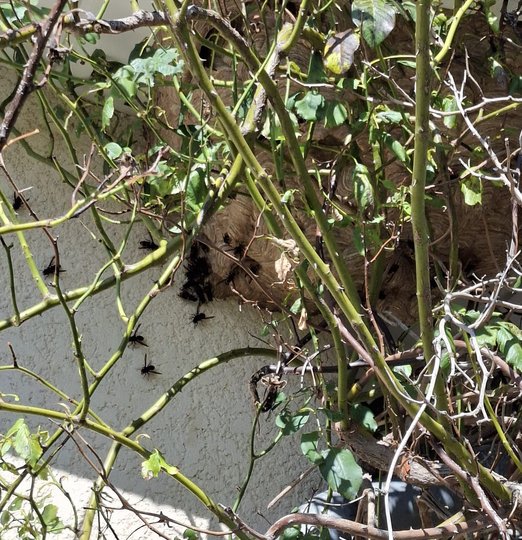 Destruction de Nid de Frelon - Christophe Guérin 3D - Désinsectisation