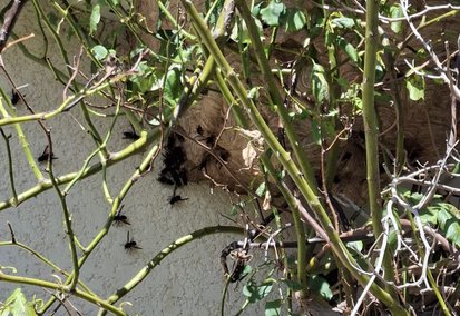 Destruction de Nid de Frelon - Christophe Guérin 3D - Désinsectisation