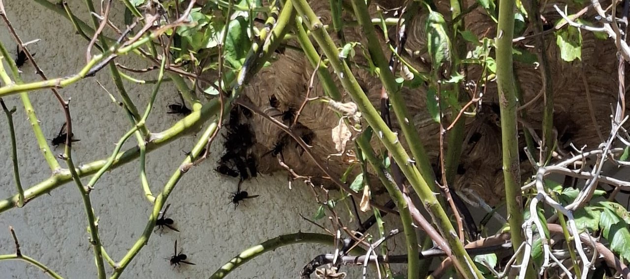 Destruction de Nid de Frelon - Christophe Guérin 3D - Désinsectisation