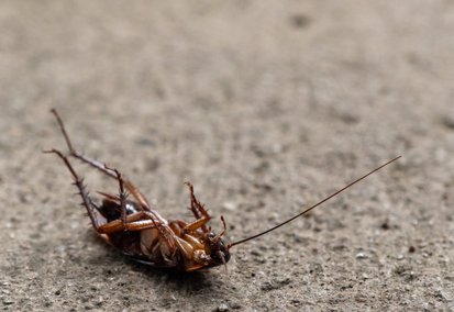 Blattes et cafards à Mazamet, Castres, Carcassonne