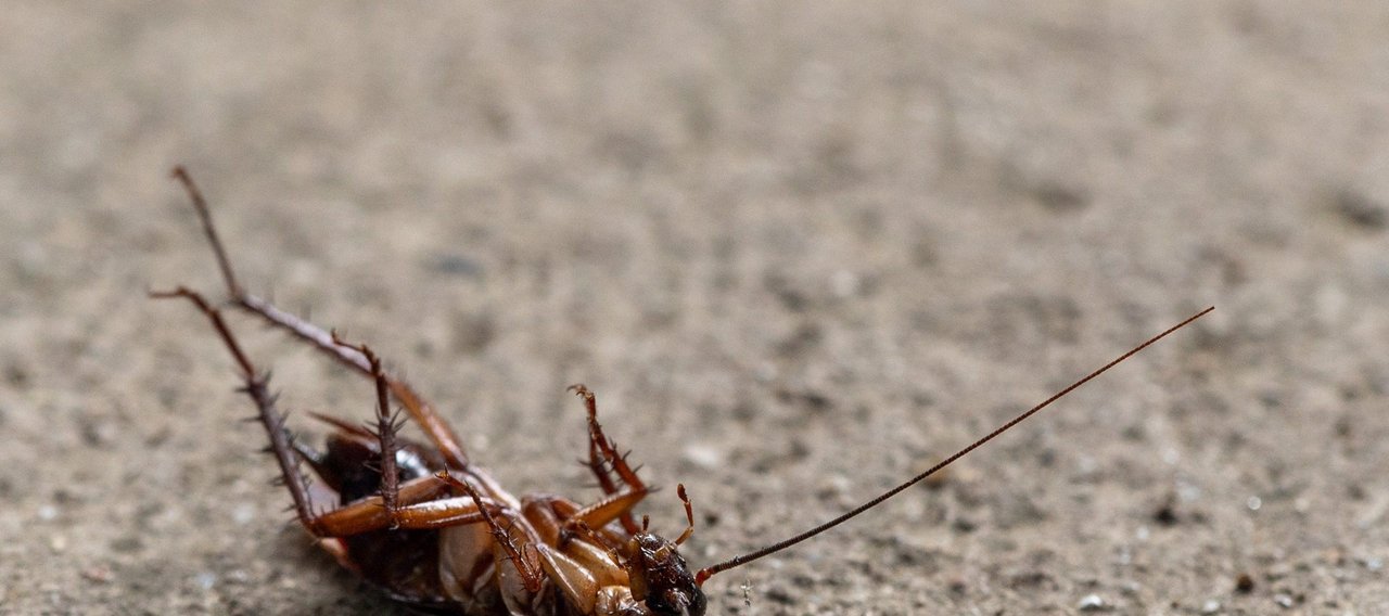Blattes et cafards à Mazamet, Castres, Carcassonne