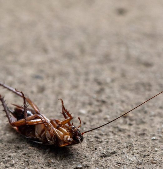 Blattes et cafards à Mazamet, Castres, Carcassonne