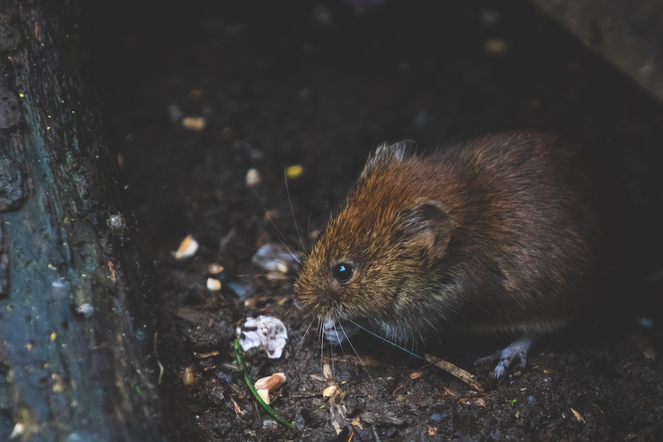 Photo de rongeurs, rat, dératisation - Mazamet - Castres - Carcassonne