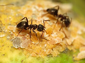 Fourmi noire de jardin (Lasius niger)