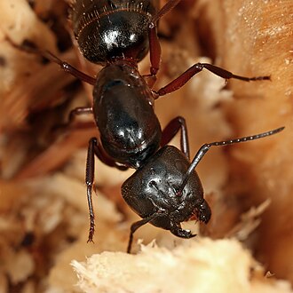 Fourmi charpentière (Camponotus ligniperdus)