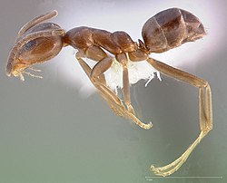 Fourmi d'Argentine (Linepithema humile)