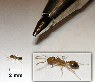 Fourmi pharaon (Monomorium pharaonis)