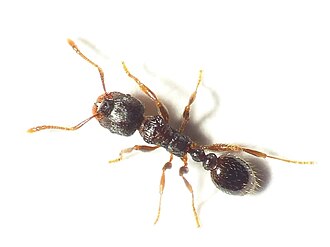 Fourmi rouge des pavés (Tetramorium caespitum)