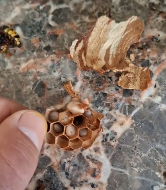 Reine frelon au printemps sur fond naturel