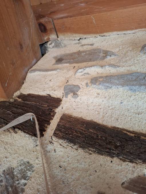 Invasion de fourmis dans la charpente d'une maison ancienne à Hautpoul, Mazamet.