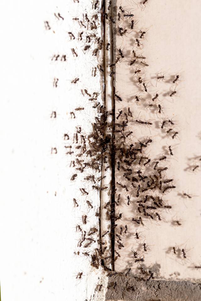 Invasion de fourmis sur les murs d'une maison à Hautpoul, Mazamet
