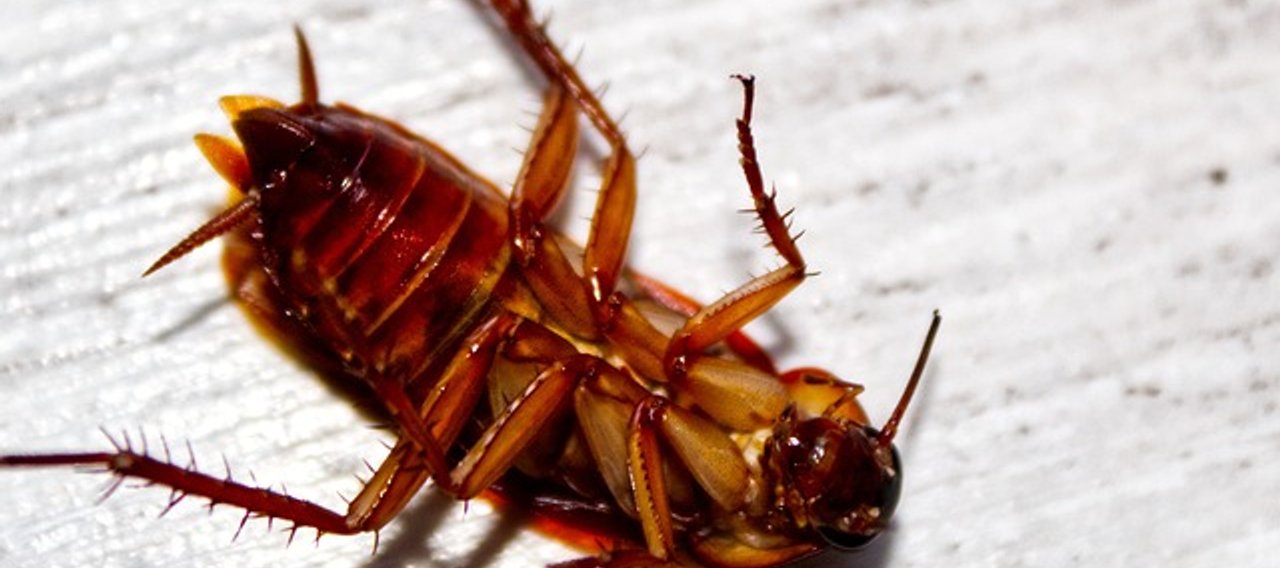 cafards Mazamet Castres - Christophe Guérin 3D