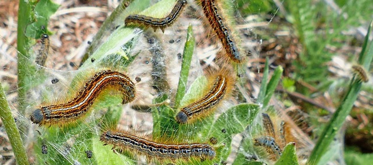 Chenilles Processionnaire Tarn - Christophe Guérin - Expert Anti-nuisible Mazamet