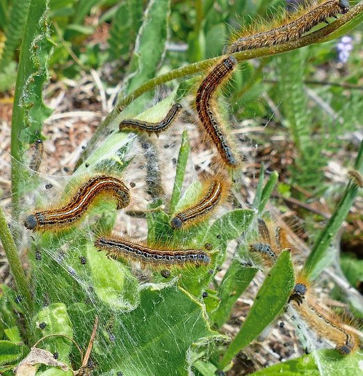 Chenilles Processionnaire Tarn - Christophe Guérin - Expert Anti-nuisible Mazamet