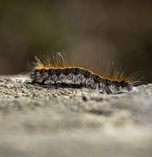 Chenille processionnaire en procession