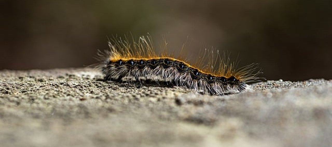Chenille processionnaire en procession
