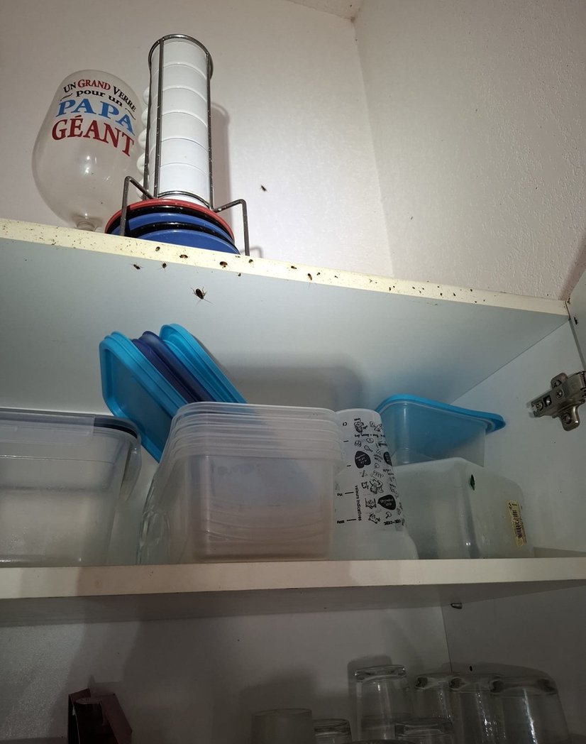 Avant intervention de Christophe Guérin 3D sur une cuisine infestée de blattes aux Martys.